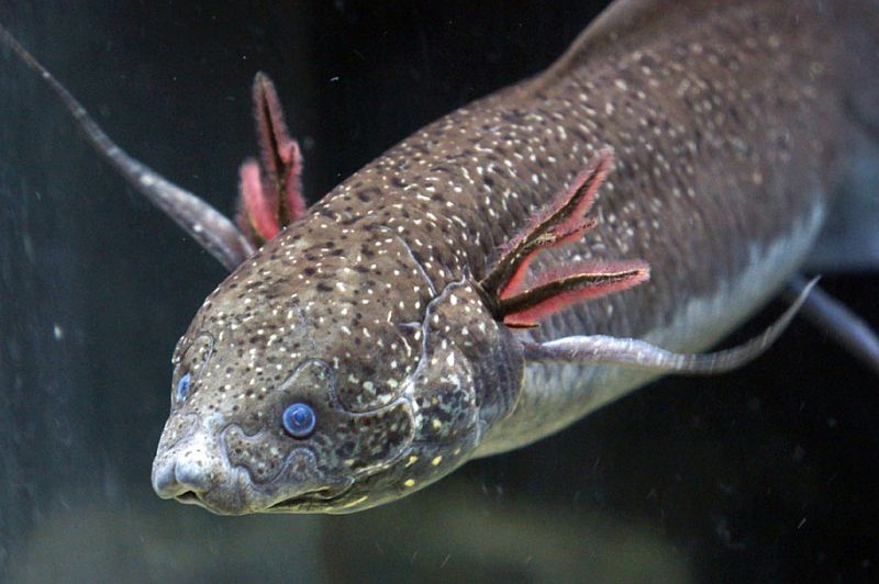 African lungfish with physical appearance