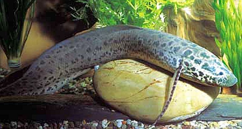 lungfish during breeding