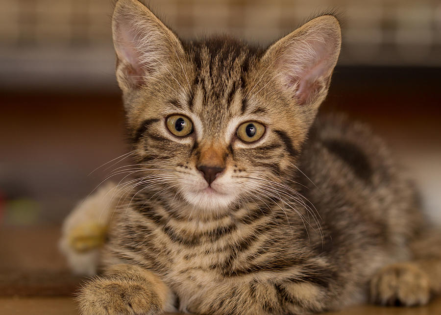 American shorthair with good physical appearance