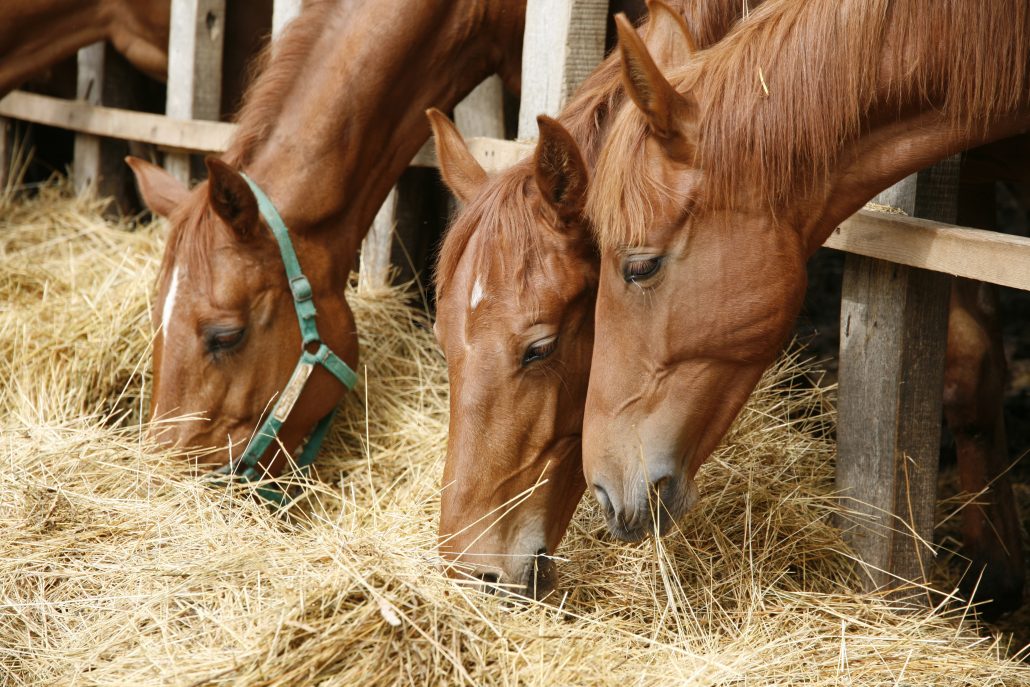 Horses feeding on hay