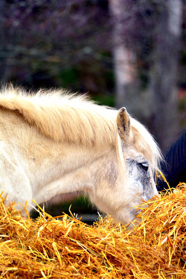 Horse feeding on hay