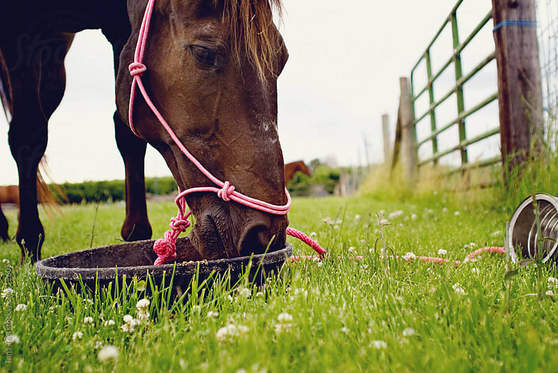 when to feed your horse 