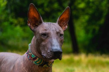 Mexican Hairless dog breed