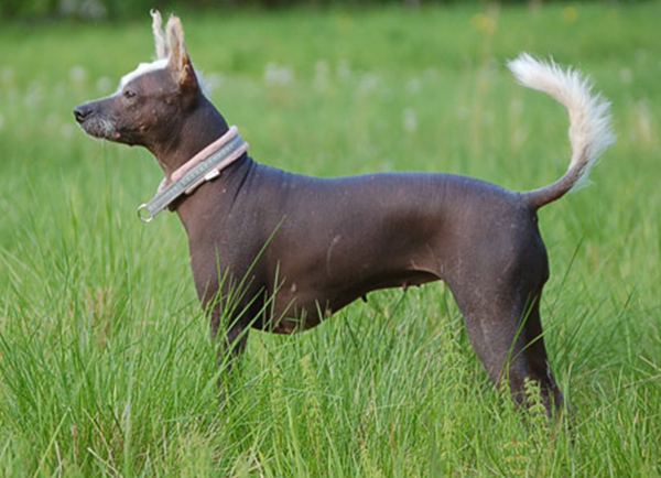 Mexican hairless with good physical appearance