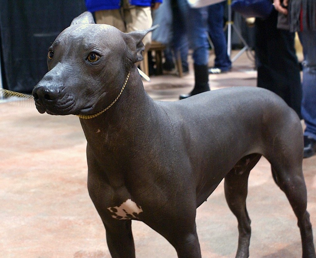 Mexican hairless ready for training and caring