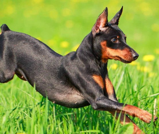 Miniatura Pinscher Dog Breed Information