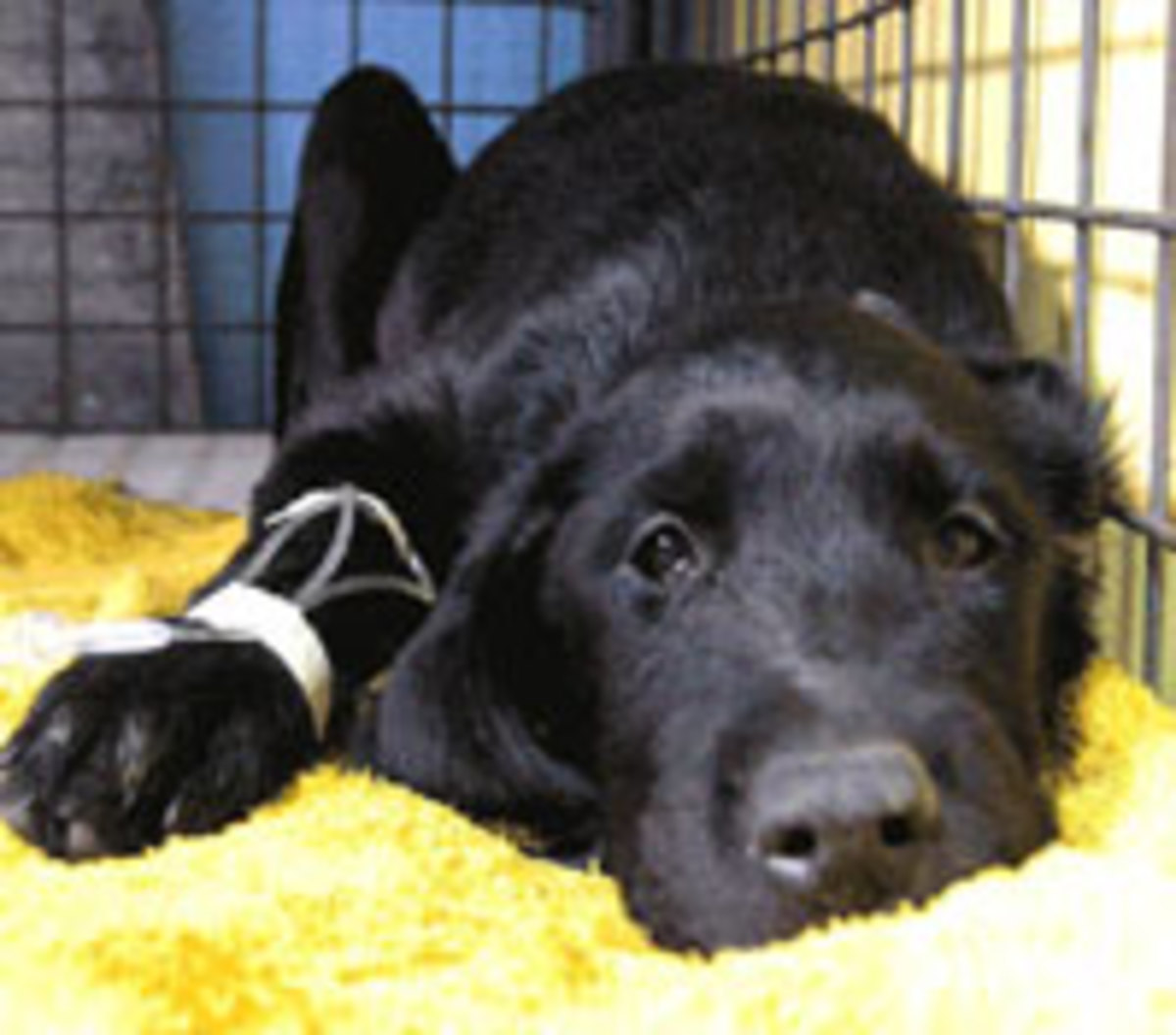 Canine parvovirus in a lying down dog
