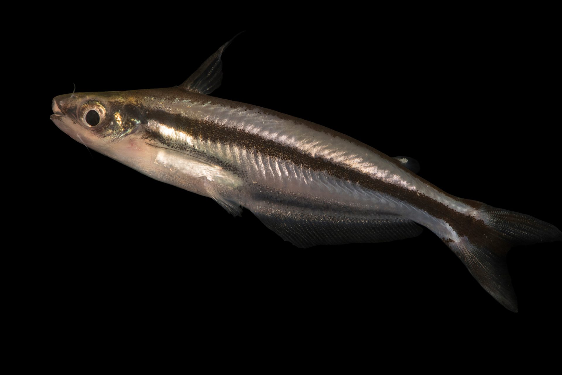 A Pareutropius debauwi fish species