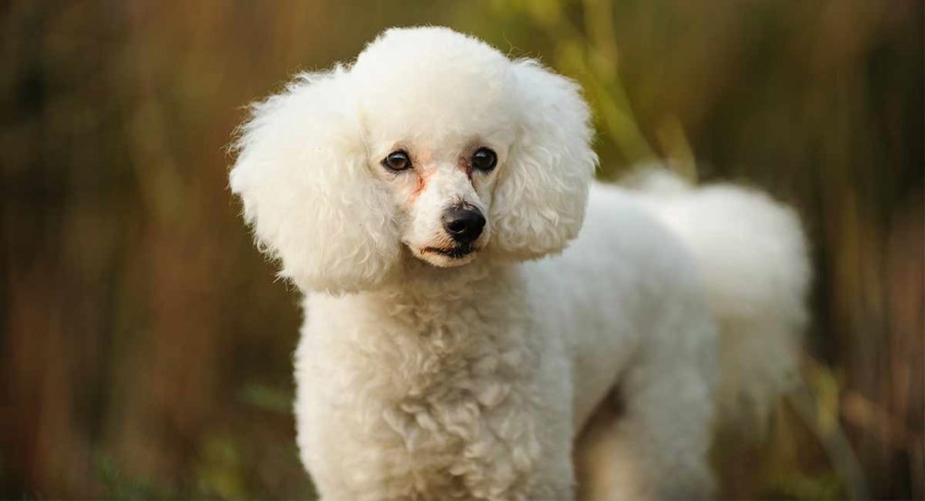 Toy poodle standing in all white colour