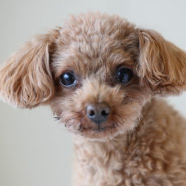 Toy Poodle Dog Breed Information, Pictures, Characteristics & Facts