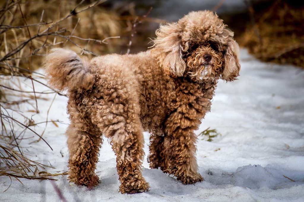 Toy poodle standing in the ice with full physical appearance