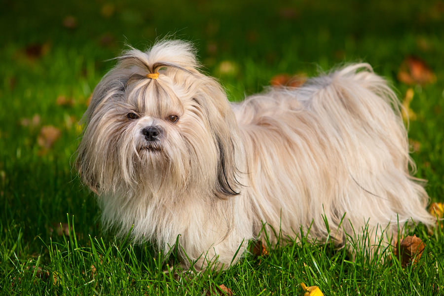 Shih Tzu showing a full physical appearance
