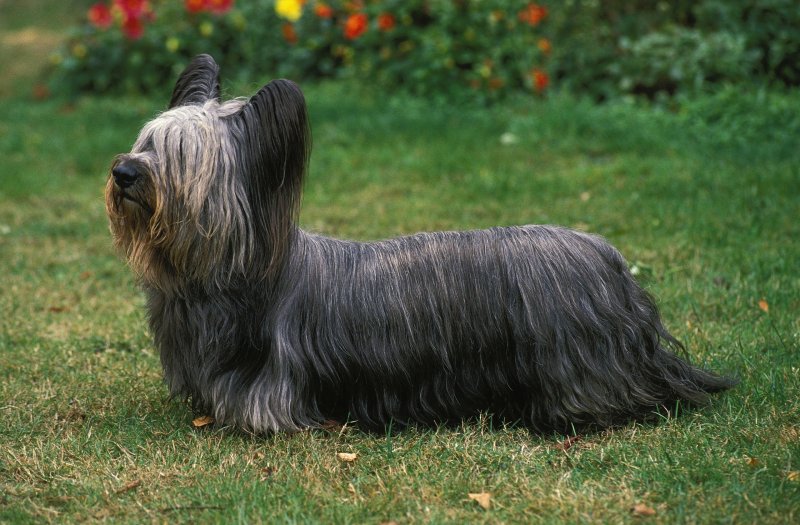 Skye Terrier showing its physical appearance