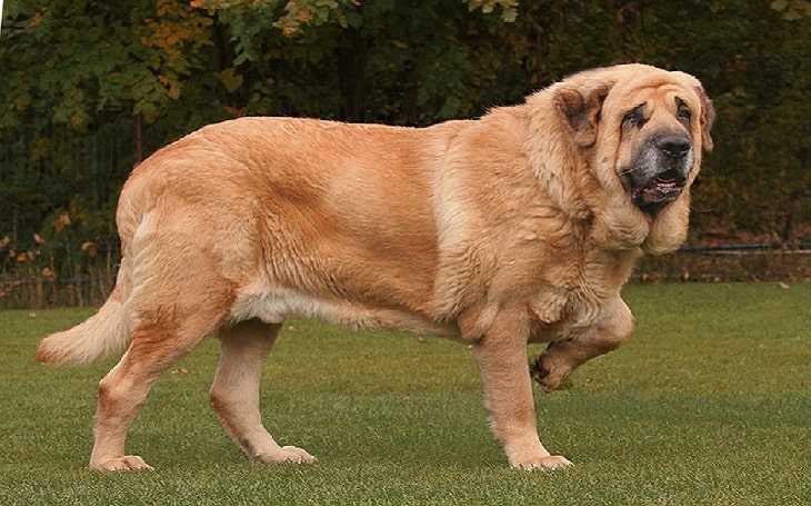 Spanish mastiff with huge physical appearance