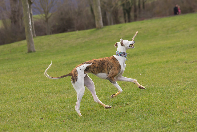 A Spanish sighthound undergoing training and caring 