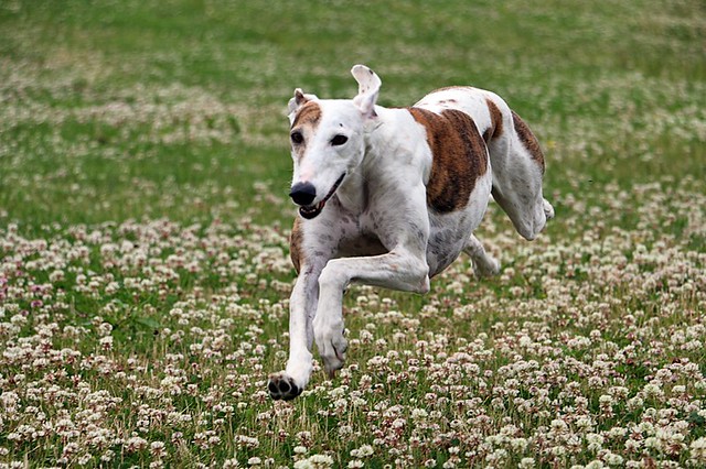 A Spanish sighthound displaying its behaviour