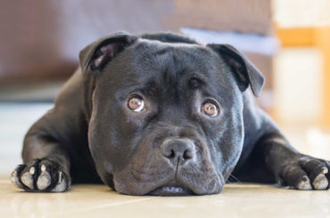 A Staffordshire Bull terrier breed