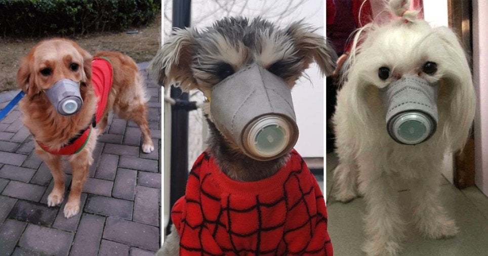 Dogs with nose cover 