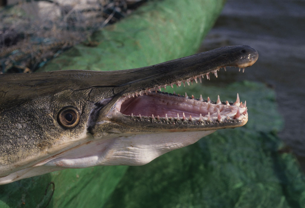 Alligator gar fish breed