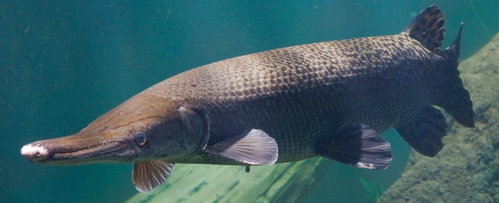 Alligator gar fish species
