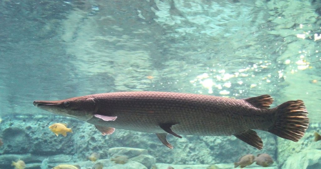 Alligator gar fish during spawning