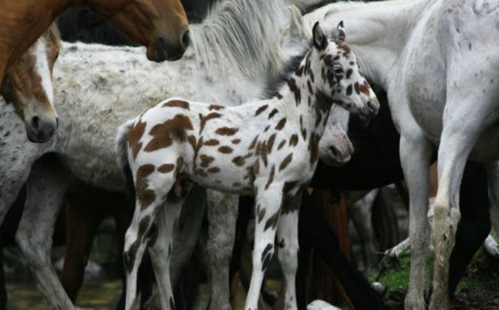 Altai breed of horse