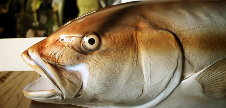 Amberjack fish head