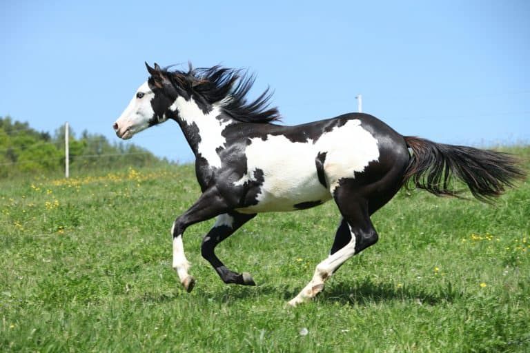 American Indian horse breed