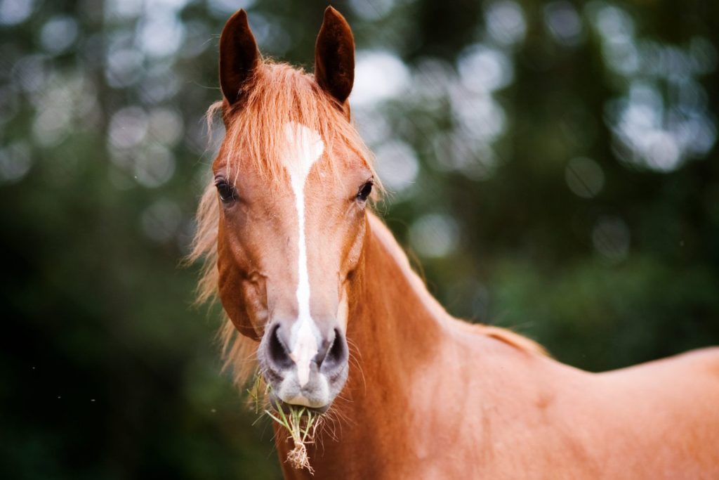American quarter horse breed