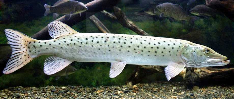 Amurpike with good body structure