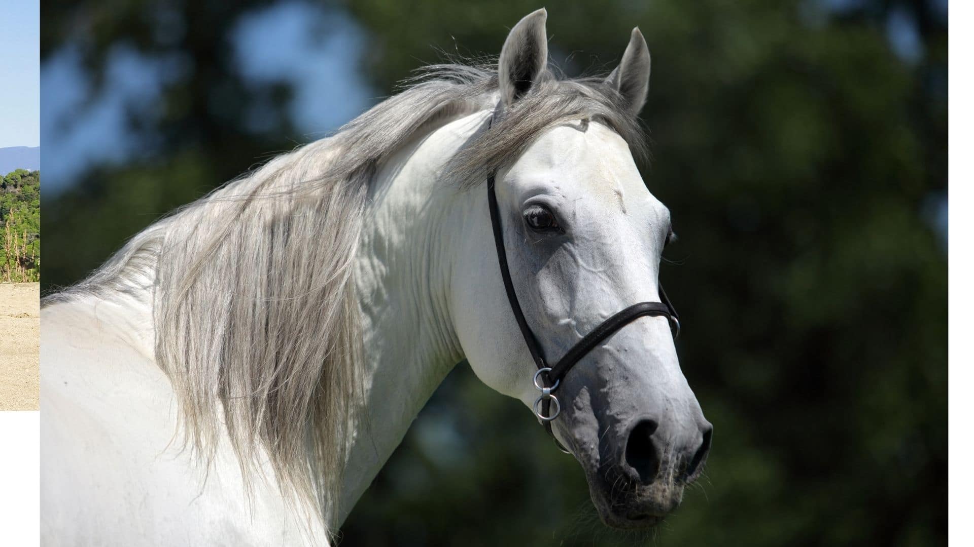 Andalusian horse breed