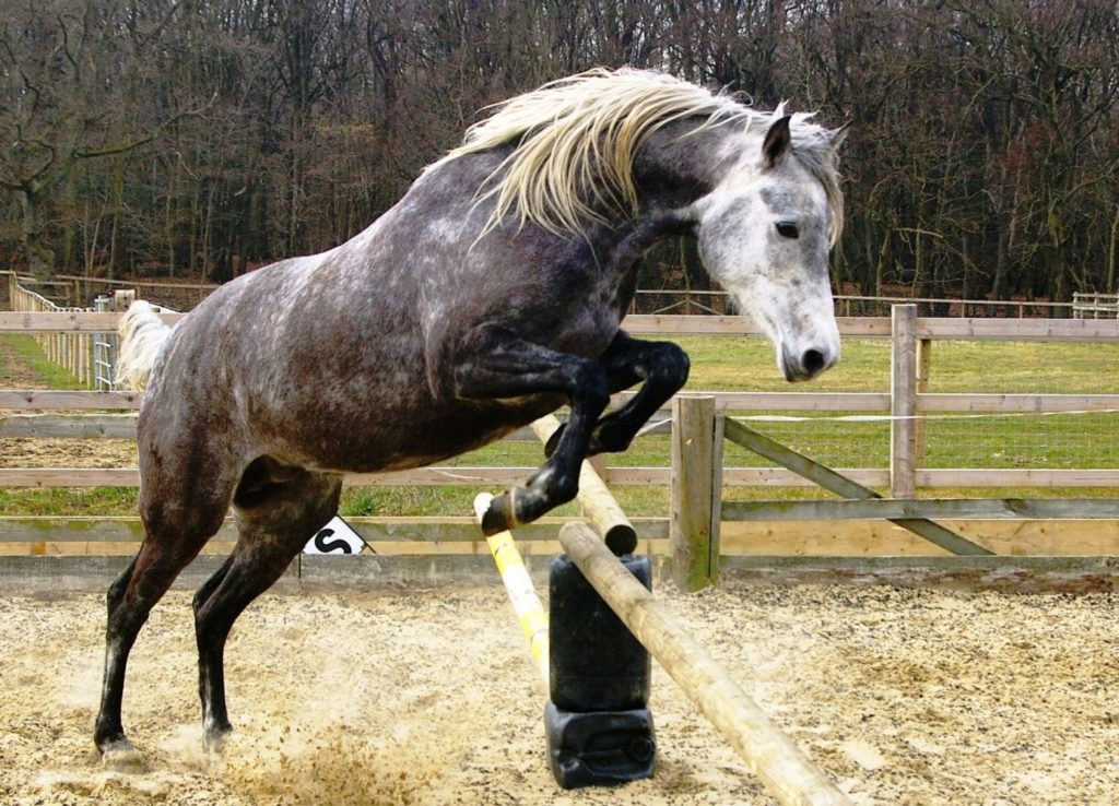 Andalusian horse breed jumping