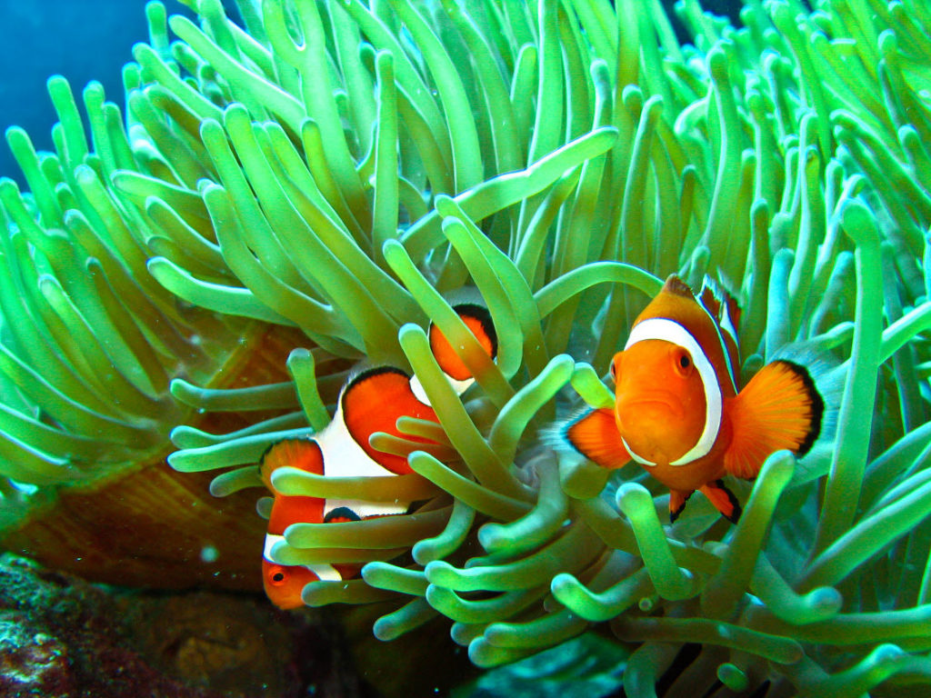 Anemonefish during reproduction