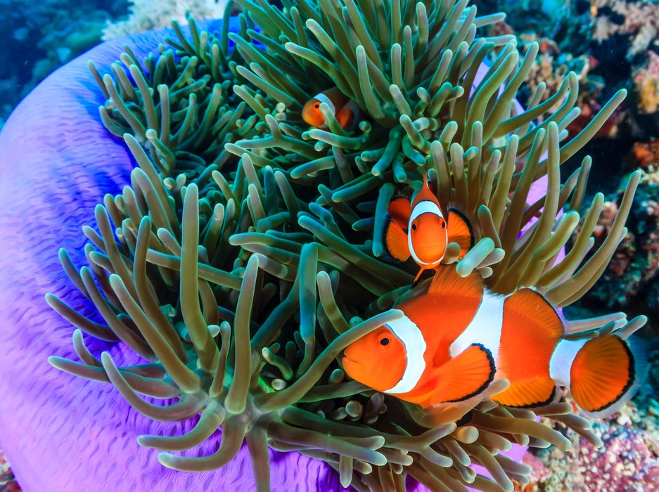 Anemonefish with good body structure