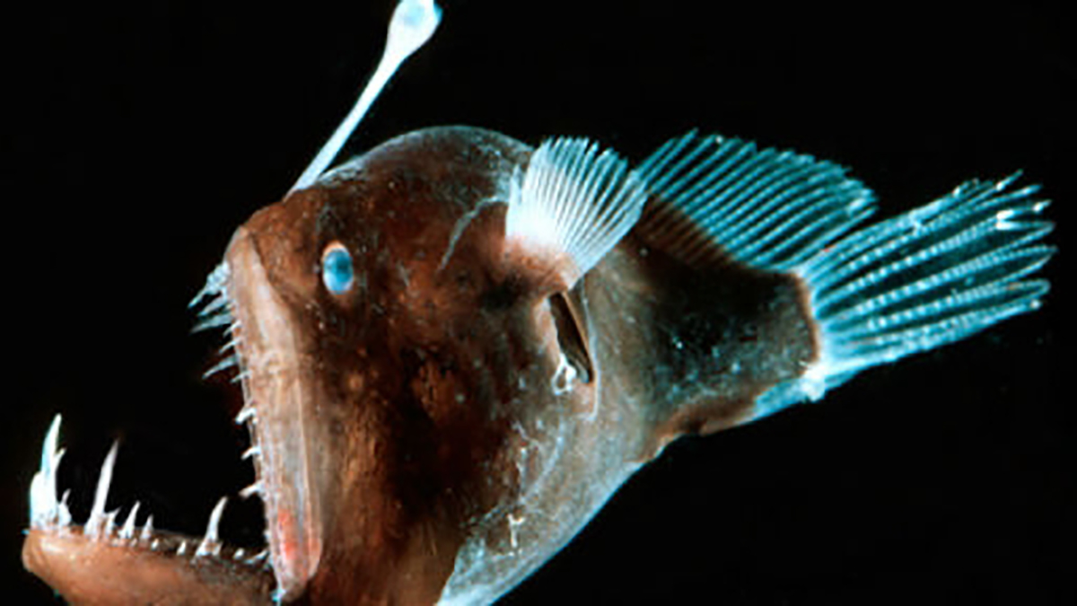 Anglerfish species