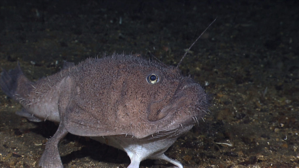 Anglerfish in its habitat