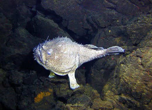 Anglerfish during reproduction process
