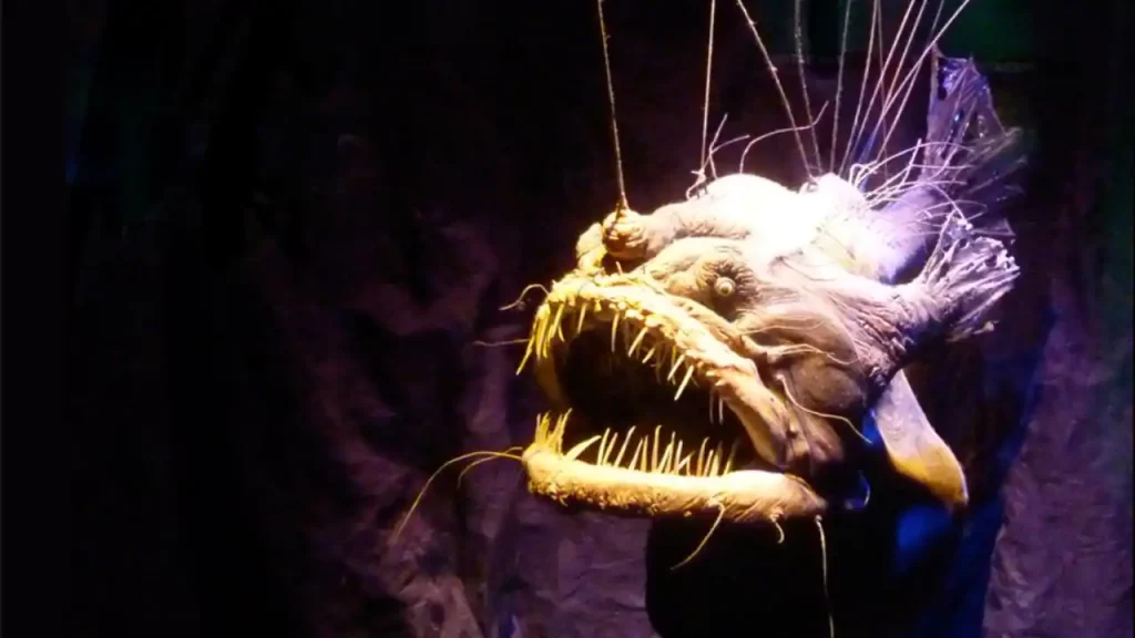 Anglerfish looking for  good diets
