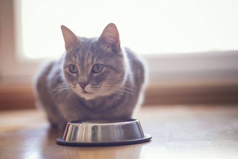 Anorexia in Cat