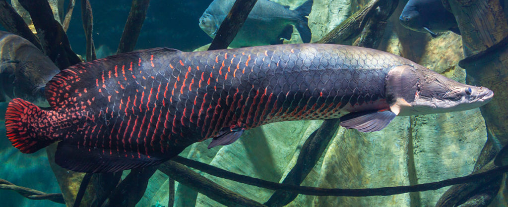 Arapaima fish specie description