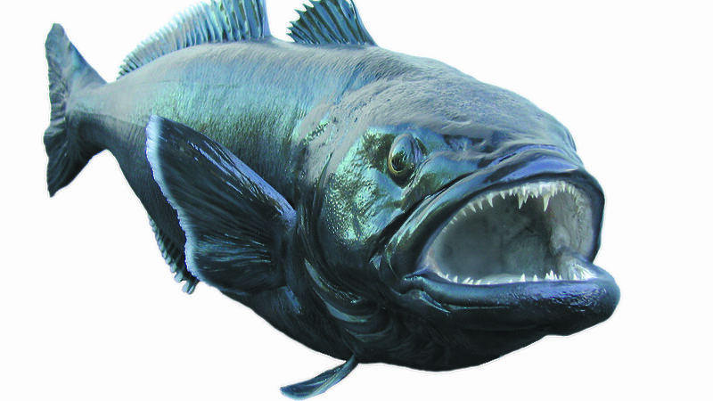 Antarctic toothfish with good body structure