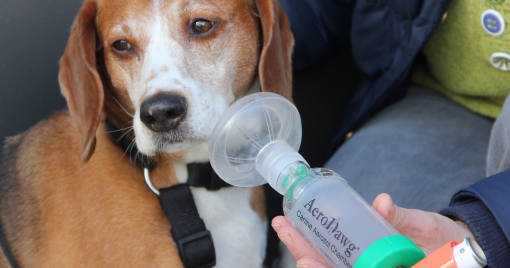 A dog receiving treatment for asthma