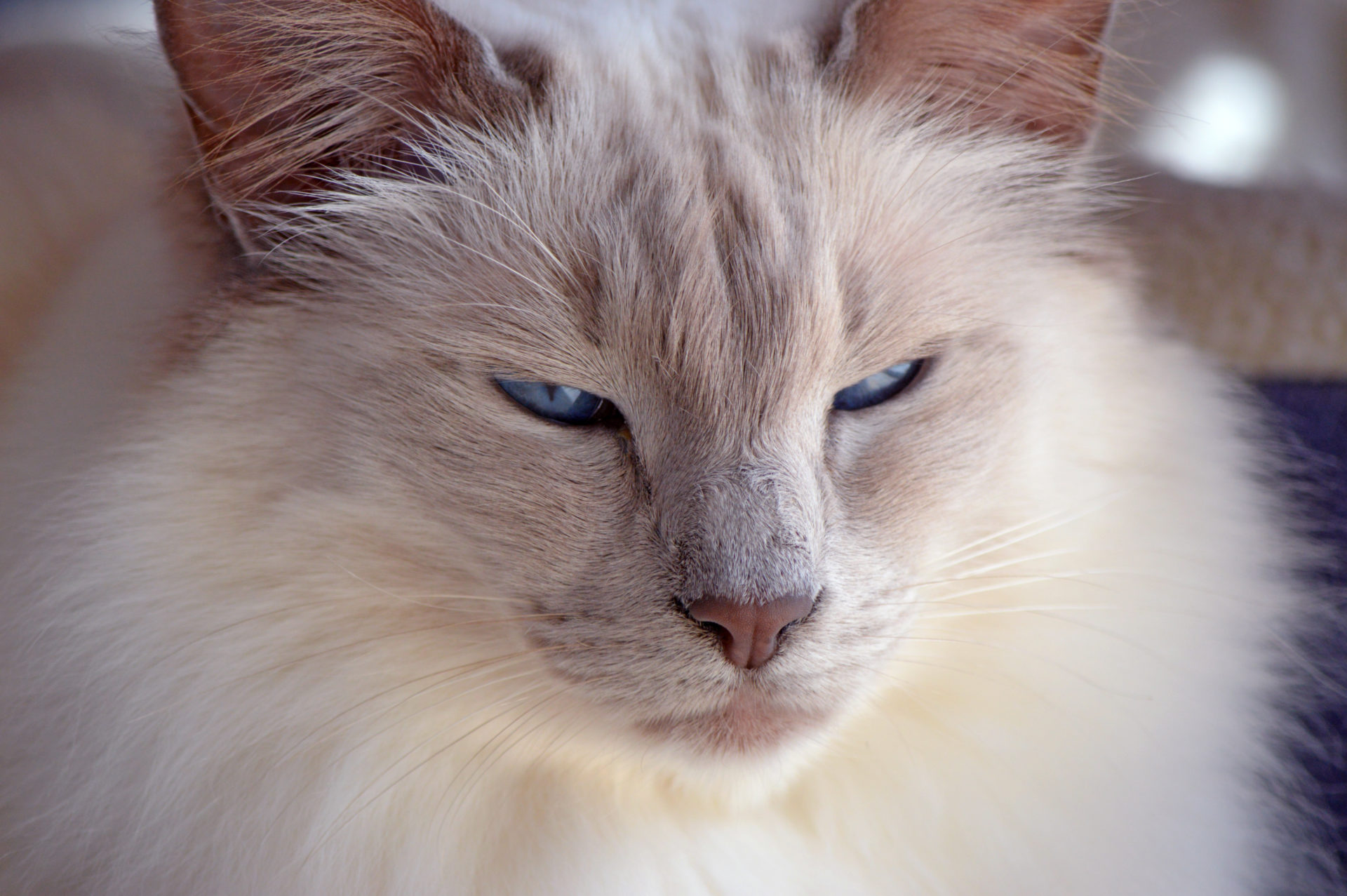 A Balinese cat breed