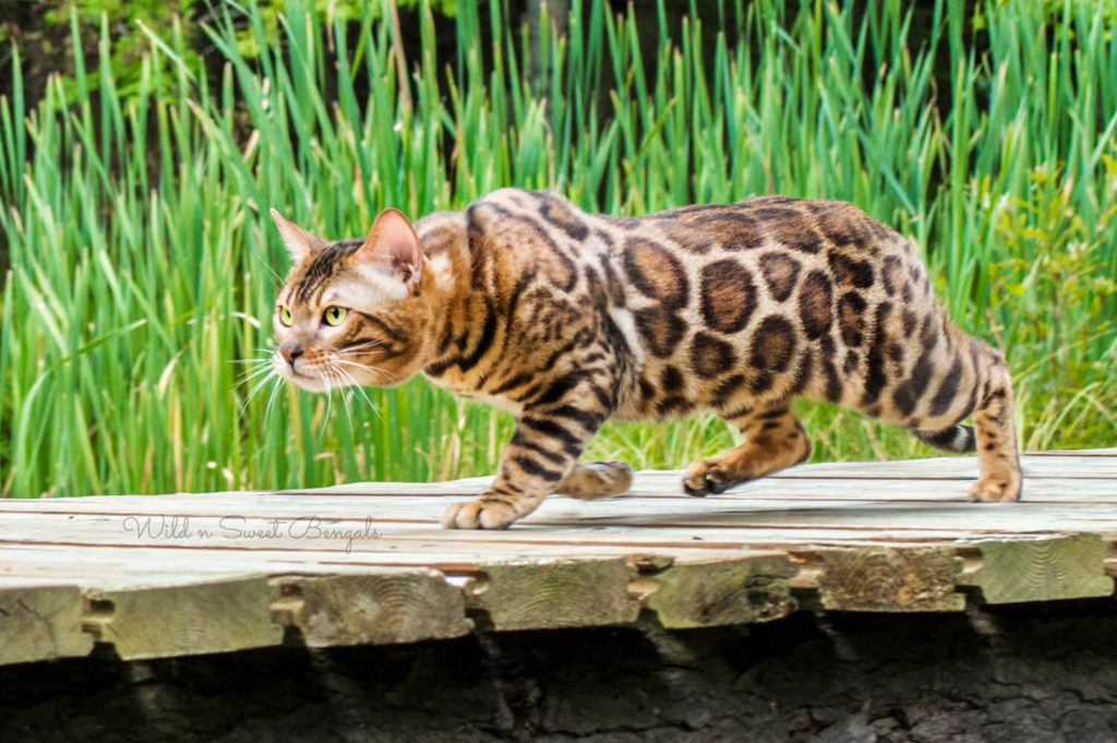 Bengal with good body structure