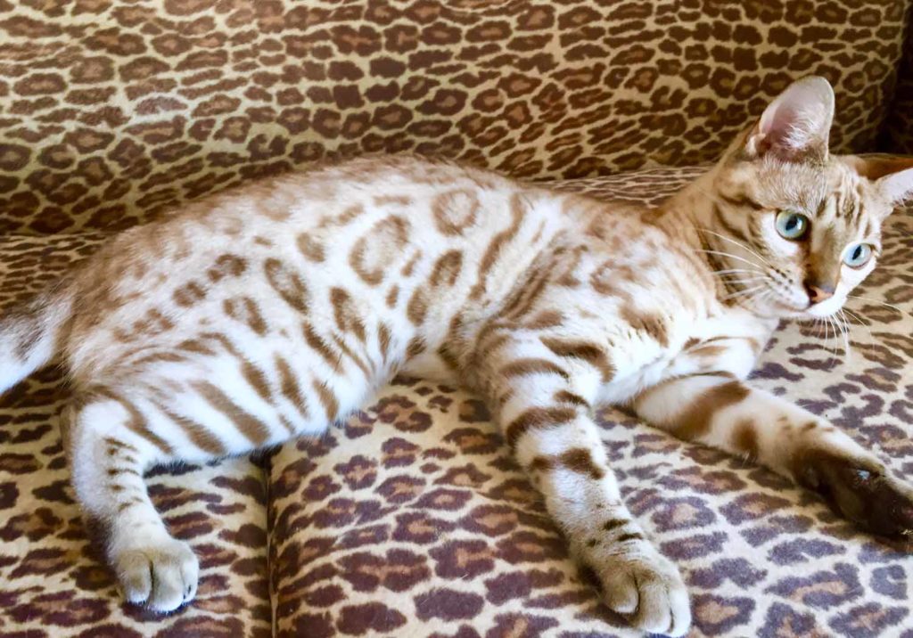 Bengal displaying its behaviour by lying on the couch