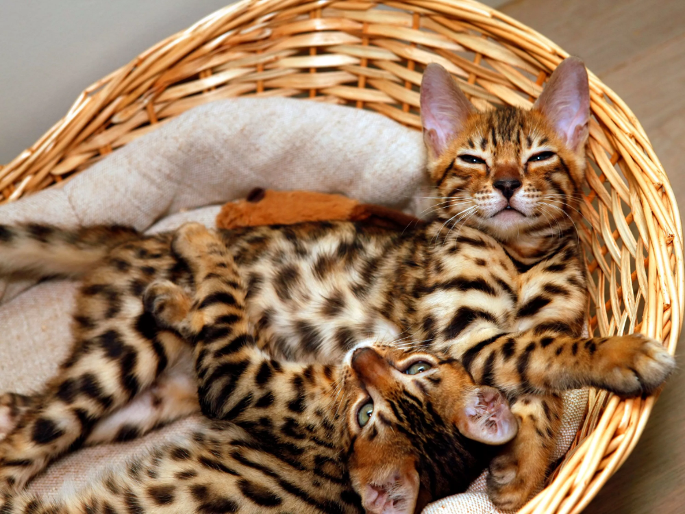 Bengal cat breed inside a basket