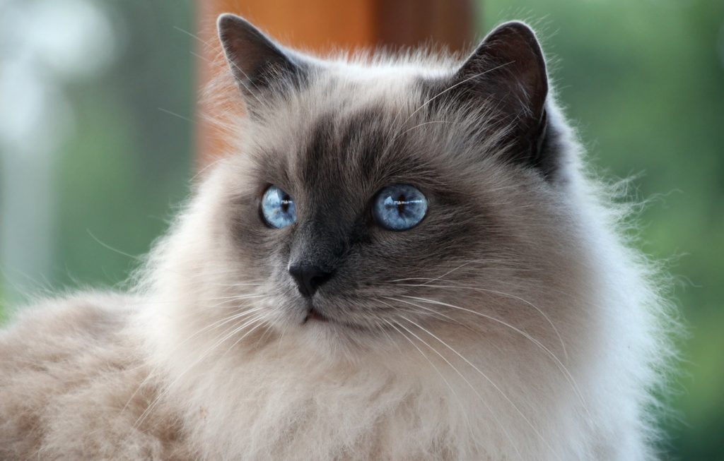 Birman with good body structure