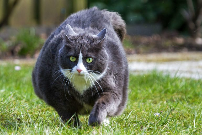 cat with obesity crawling on the grass