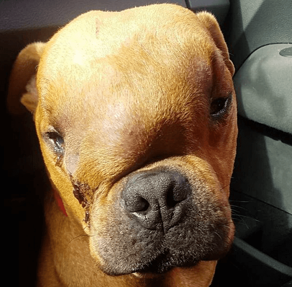 A dog with nose cancer