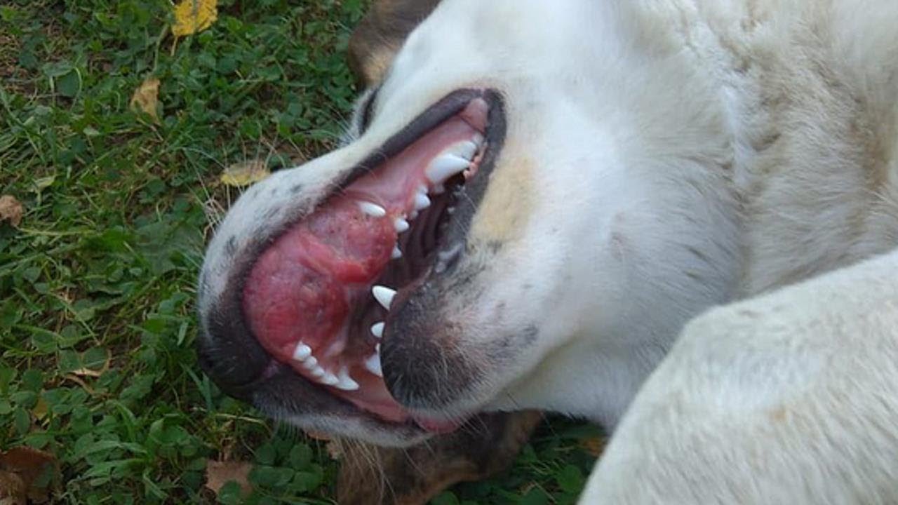 A dog with mouth cancer